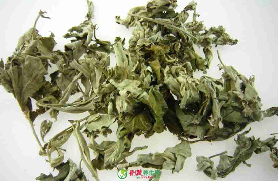 艾草的药用价值与食用功效