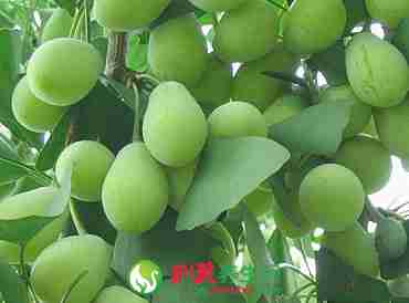古代医书中的补肾药材是什么