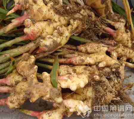 你知道吃姜的雷区吗？