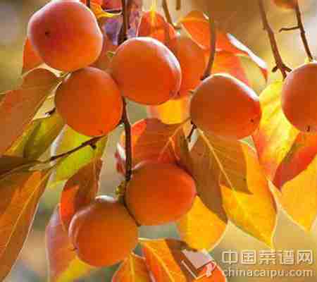 二十一种相克食物会致命 