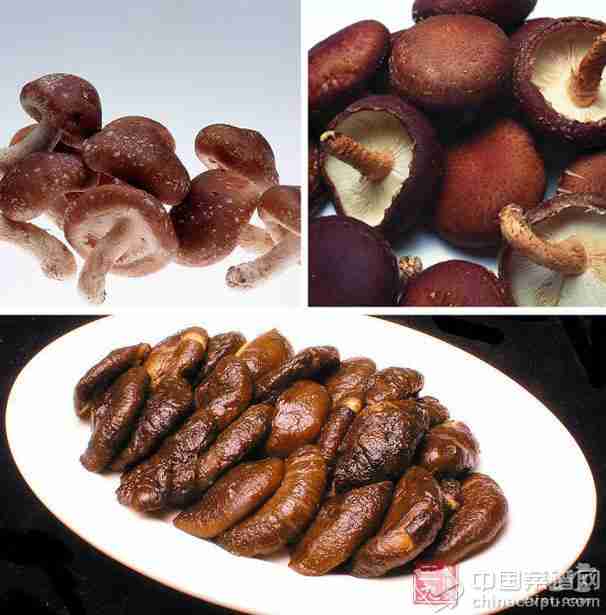 香菇可以提高免疫力 香菇可以提高免疫力
